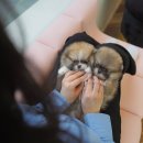 부산강아지분양 테디럽 명지본점 이미지