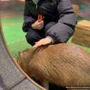 김C폰샵 | [제주 여행] 제주 실내 동물원 '모모쥬' 제주신화월드 / 가는 길, 먹이주기