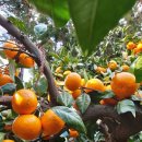 윤정농장 이미지