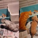 멍냥이 스토리 이미지