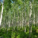 인제당구클럽 이미지