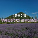 무릉고서화미술박물관 | [강원/동해] 여름 가족여행 &#34;무릉별유천지 라벤더축제&#34; 정보공유 및 후기