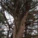 둔내초 덕성분교장 이미지