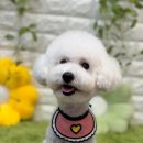 몽글몽글 이미지