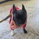 펫클래식 | 중형견 프렌치불독 강아지 유모차 내돈내산 후기｜펫초이스 클래식 강아지 유모차