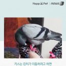 비둘기집 이미지