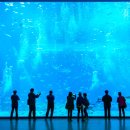 제주청정돼지 어멍 이미지