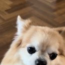 몽트라슈 이미지