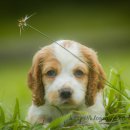 퍼피라이프 이미지