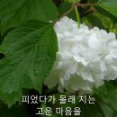 낙화(落花) - 박영식 테너 (조지훈 시,김동환 곡) /인천시립교향악단 이미지