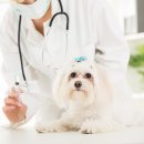 오뜨동물의료센터 이미지