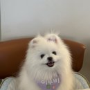 Paw&Me(포앤미) | 강아지 빕 추천 | 랄라 프로덕트 파인드 미! 빕! 다둥이 케이프 추천템