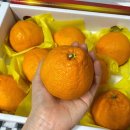 컨벤션농수산물직판장 고당도 제주한라봉 2kg 산지직송 후기