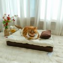 제3단로L | 고양이침대 쇼파 겸용 3단 분리 세척 가능한 도도로 강아지방석