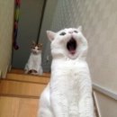 유리의성 이미지