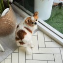 큐티펫살롱 이미지