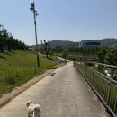 세천로7길 | 세천늪테마정원 | 대구 강아지 산책 명소 추천 밤비랑 피크닉 후기 화장실, 주차 정보