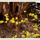 산수유축제장 이미지