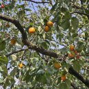 장원 | [부여] 부여의 트레이드마크라고?! 웨이팅 30분하고 먹은 장원막국수 솔직후기 (내돈내산)