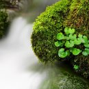 1인가구생활요리레시피 이미지