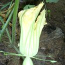 호박이넝쿨째 이미지