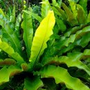 제주 삼도파초일엽 자생지 이미지