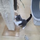 마오캣 | 정성을 다하는 동탄 고양이 호텔 코자냥 ~ 마오마오의 호텔링