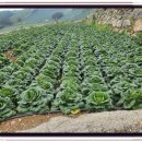 농촌진흥청 국립식량과학원 | [필독] 고랭지배추 반쪽시들음병 방제 99% 기적!