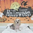 몽이뭉치애견샵 이미지