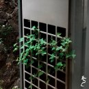 얼라이브01(alive01) 이미지