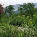 무릉도원자연펜션 이미지