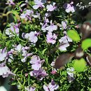 사계자리 이미지