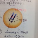 centromere 이미지