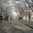 춘천댐 부근 벚꽃 터널..... 이미지