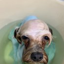 멍멍이 미장원 이미지