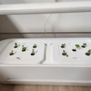 새싹 키즈요가 이미지