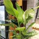 티파니약국 이미지