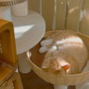 츄냥이 하우스 이미지