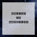 천안모아동물병원 | 천안동물병원 애완 천안모아동물병원