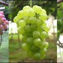 인창농장 이미지