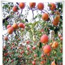 아멘농장 이미지