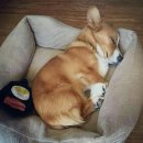 강아지 친구 이미지