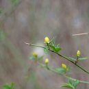 마곡사 야외무대 | [공주 여행] 마곡사 산사음악회와 갑사 황매화축제, 벚꽃이 핀 봄