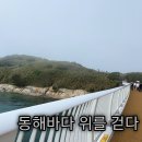 하늘바다 | "고성 송지호 바다하늘길 후기, 동해 신상 스카이워크."