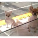 토비애견미용 이미지