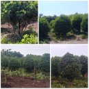 신흥농장2 이미지