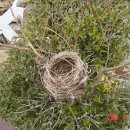 유명산둥지 이미지