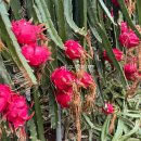 용화 농장 이미지