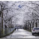 부귀리벗꽃 이미지