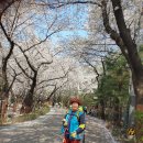 2023년 4월3일 도당산 벚꽃 똘망이랑^^ 이미지